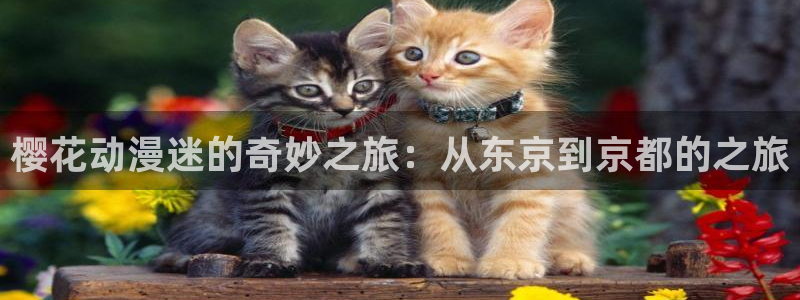 omofun.：樱花动漫迷的奇妙之旅：从东京到京都的之旅